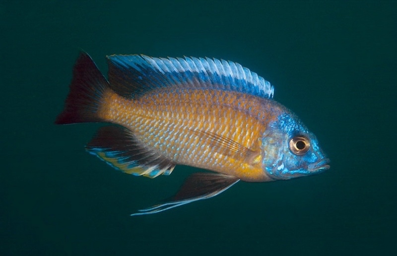 Copadichromis borleyi 'Chimwalani (Eccles) Reef'